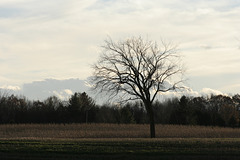 48/50 l'orme de M. Charbonneau, Mr. Charbonneau's elm tree