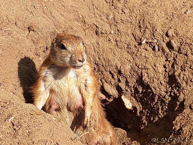 Zoo Schwerin, Präriehundweibchen