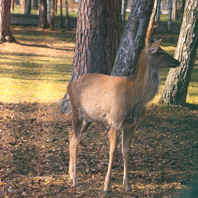 Das Reh im Białowieża-Urwald