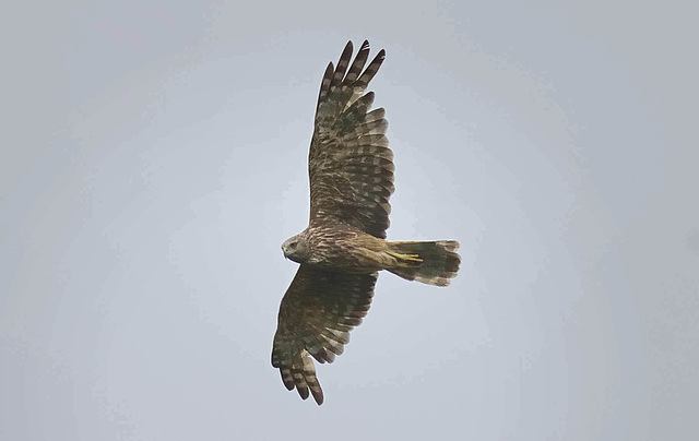 Papangue ou buzard de Maillard Papangue ou buzard de Maillard