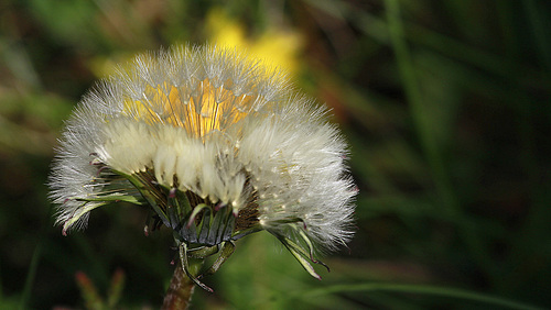 Taraxacum ;-)