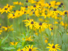 Black-eyed-Susan