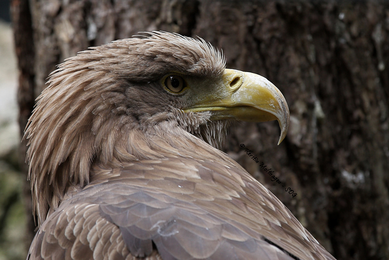 Explored - Seeadler (Wilhelma)