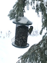 a "lard ox" at the bird feeder