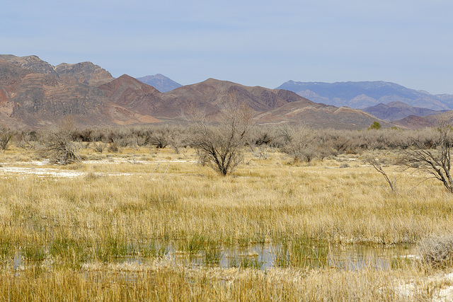 Ash Meadows