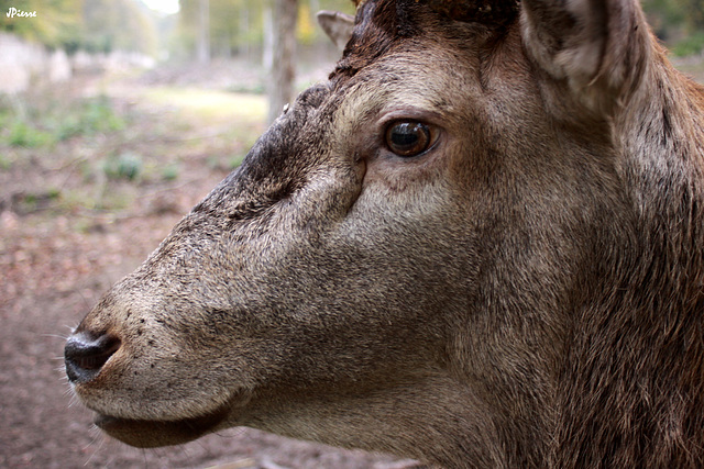 Gros plan sur cerf