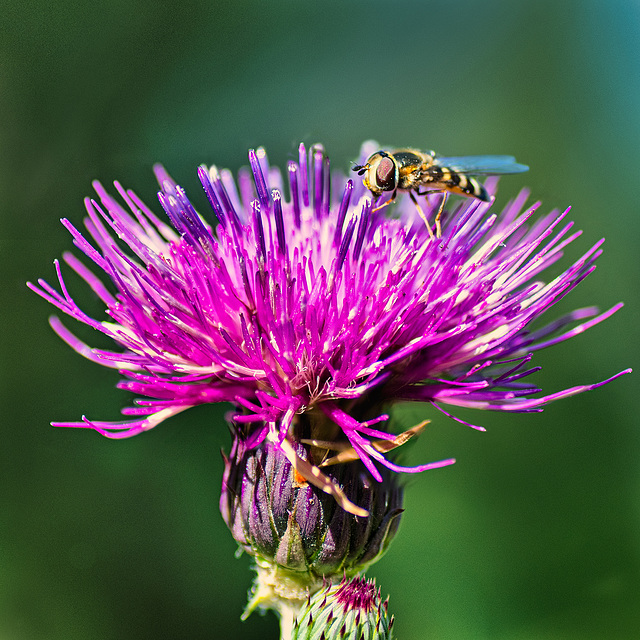 Distel mit Besuch