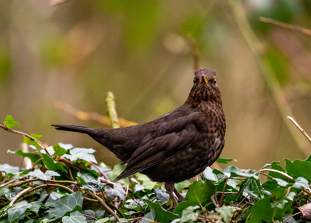 Blackbird