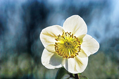 Christrose im Balkonkasten