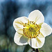 Christrose im Balkonkasten