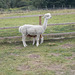 hpc[25] - Alpacas {1 of 5} "Milk on tap"