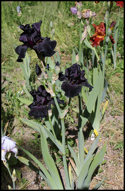 Iris Old Black Magic (1)
