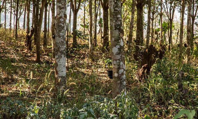 A small rubber plantation outside Pai in Northern Thailand