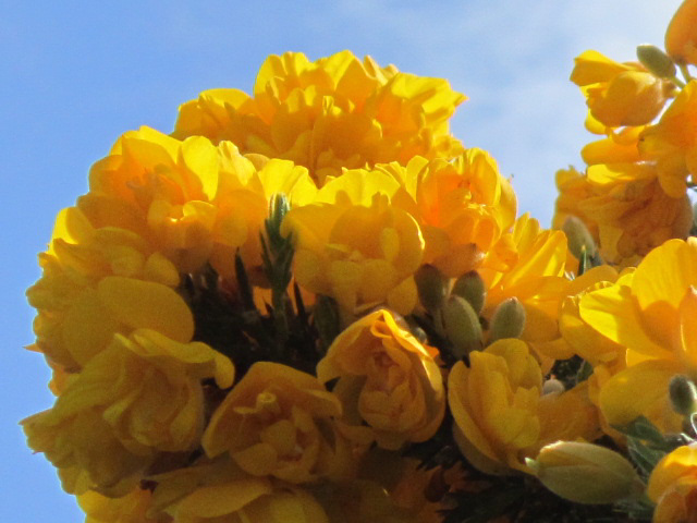 More of the gorse