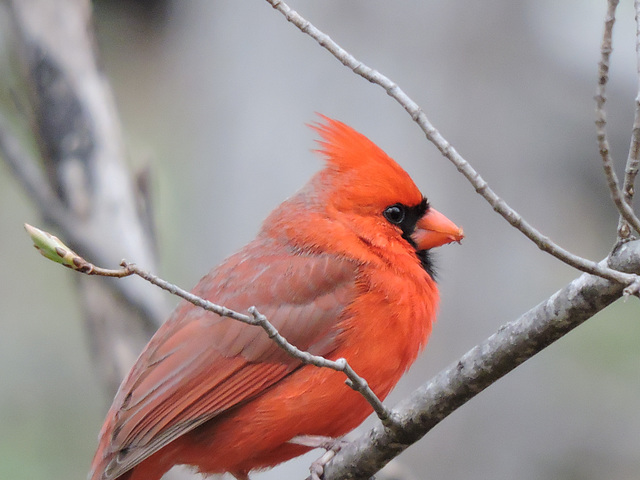 Northern Cardinal