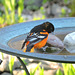 Baltimore Orioles