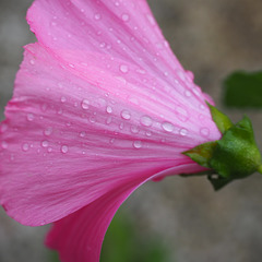 Nos fleurs ne veulent pas rentrer dans le rang...