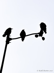 Starling Silhouettes