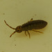 Springtail 2841