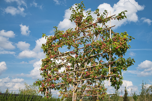 18082020 Landesgartenschau Kamp-Lintfort 35