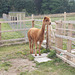 hpc[25] - Alpacas {2 of 5}