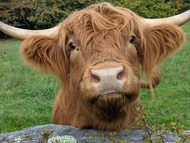 Highland cattle