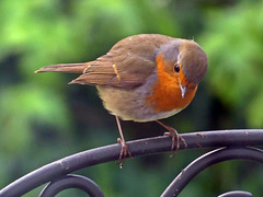 Dans mon jardin Dans mon jardin