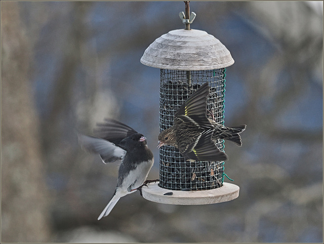 Pine siskin