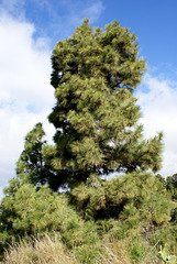 Kanarische Kiefer (Pinus canariensis)  ©UdoSm