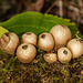 Macro puffballs