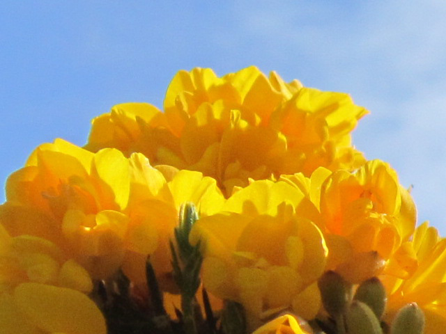 Gorgeous yellow against the blue sky