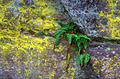 Fougères - Rocher du Taennchel Fougères - Rocher du Taennchel