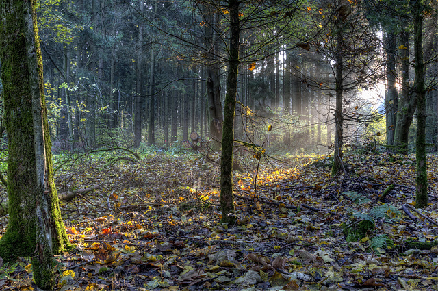 Nach dem Morgengrauen