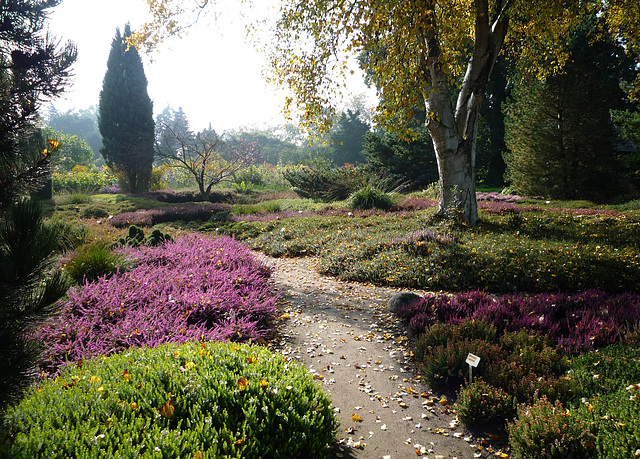 Heidelandschaft im Arboretum