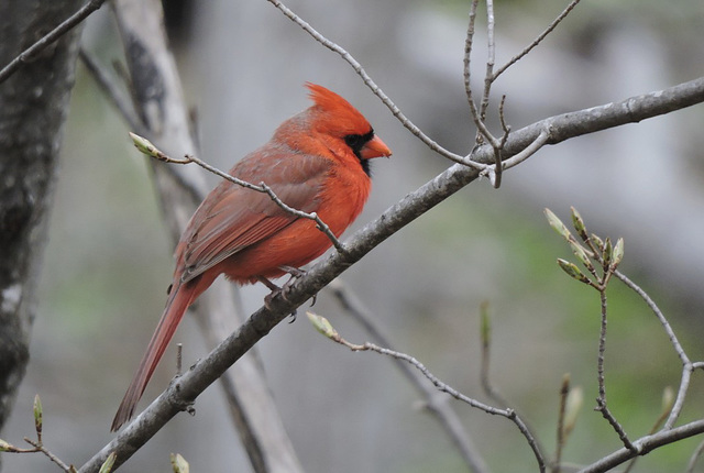 Northern Cardinal