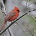 Northern Cardinal