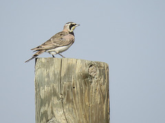 Horned Lark / Eremophila alpestris