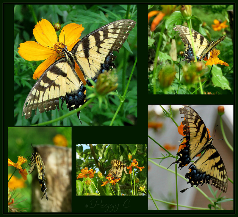 The Framing of Wings ...