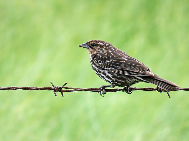 Red-winged Blackbird, female or juvenile