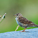 Meadow pippit