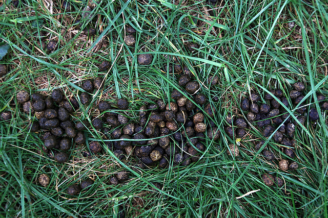 Crottes de lapin du jour , vente à l'unité aux particuliers .