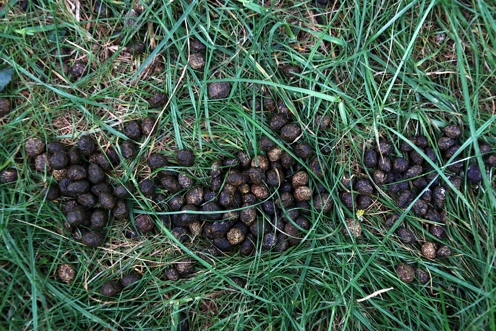 Crottes de lapin du jour , vente à l'unité aux particuliers .