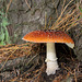 Fly Agaric