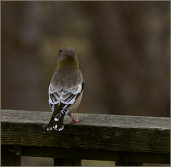 Showing her finery