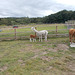 hpc[25] - Alpacas {3 of 5}