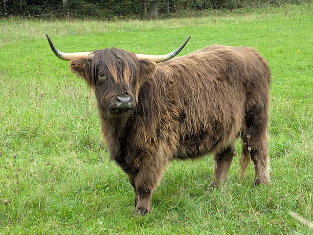 Highland cattle