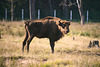 Der Wisent im Białowieża-Urwald