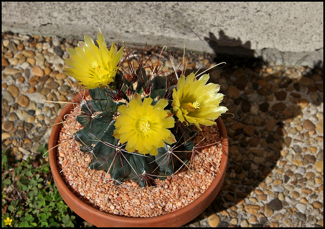 Ferocactus hamatacanthus