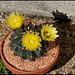 Ferocactus hamatacanthus