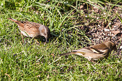 20150319 3549VRTw [D~RI] Heckenbraunelle (Prunella modularis) [m], Buchfink (Fringilla coelebs) [w], Rinteln